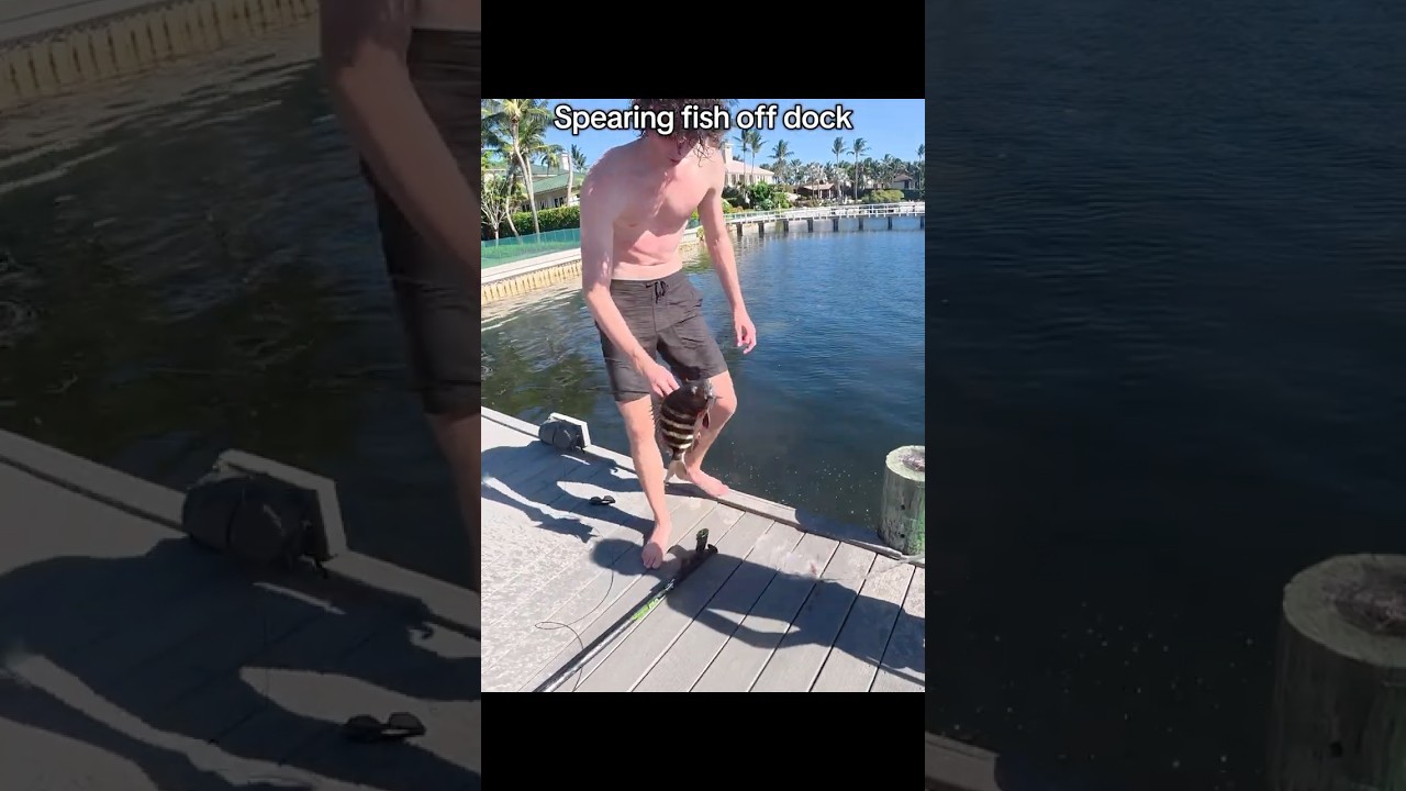 Spearing Sheep&rsquo;s Head Straight Off the Dock! | Epic Catch
