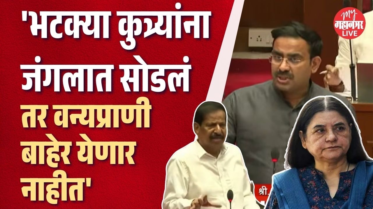मनेका गांधी अन् कुत्र्यांना जंगलात सोडणार का? Parinay Phuke संतापले, Ganesh Naik म्हणाले...