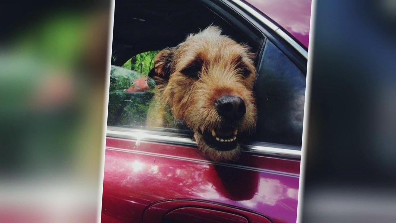 Local family fighting for answers after their dog was suddenly euthanized by shelter