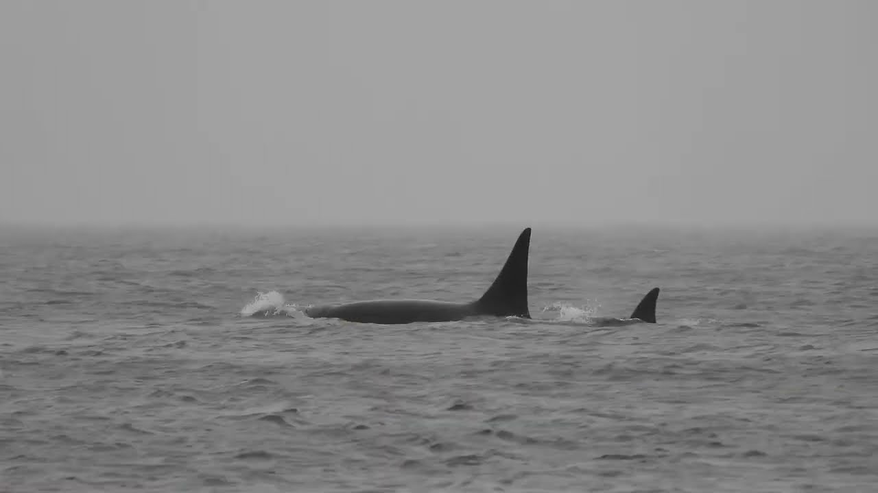 Mystery Transients in Puget Sound | March 11, 2026