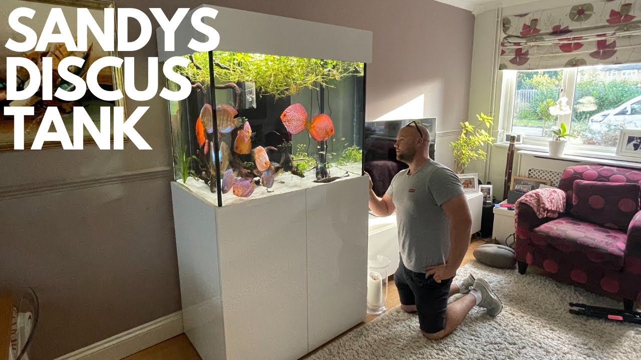 VISITING SANDYS 425 LITRE BEAUTIFUL DISCUS TANK (MUST SEE)