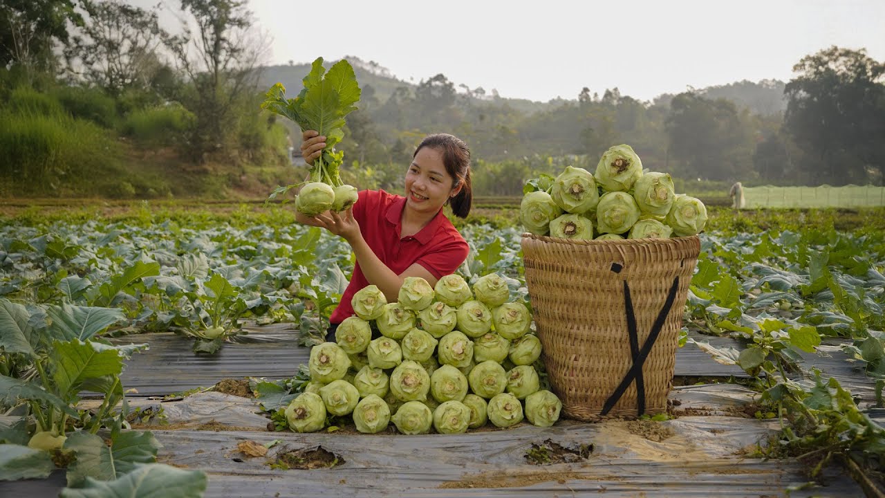 Harvesting Kohlrabi, Tomatoes, Turkish Eggplant & Veggies To Sell | Authentic Rustic Cooking