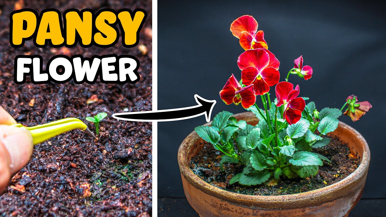 Growing Pansy Flower From Seed (89 Days Time Lapse)