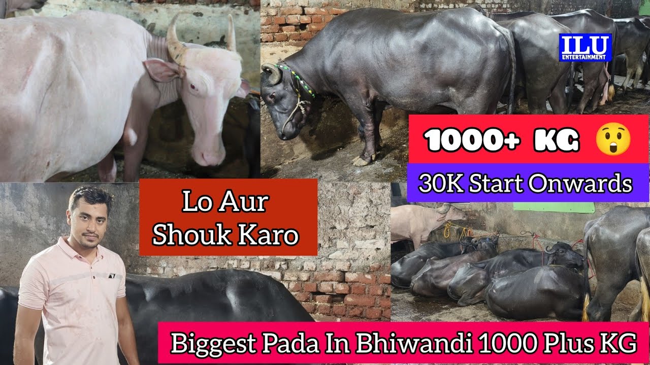 Big Biggest Pada In Bhiwandi 1000+ KG 😲 Extreme Quality Lo Aur Shouk Karo || Zeeshan Bhai Mumbai ||