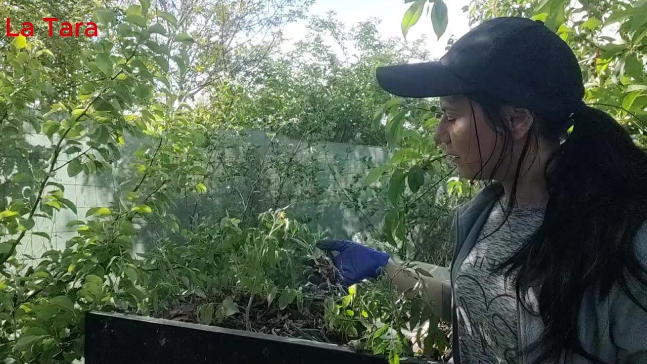 Plante companion pentru roșii. Soiul INIMĂ DE BOU în crescătoria de râme