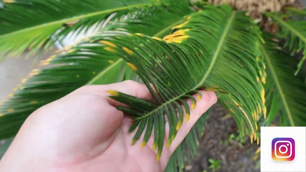 Queen Sago Palm - After the Bloom