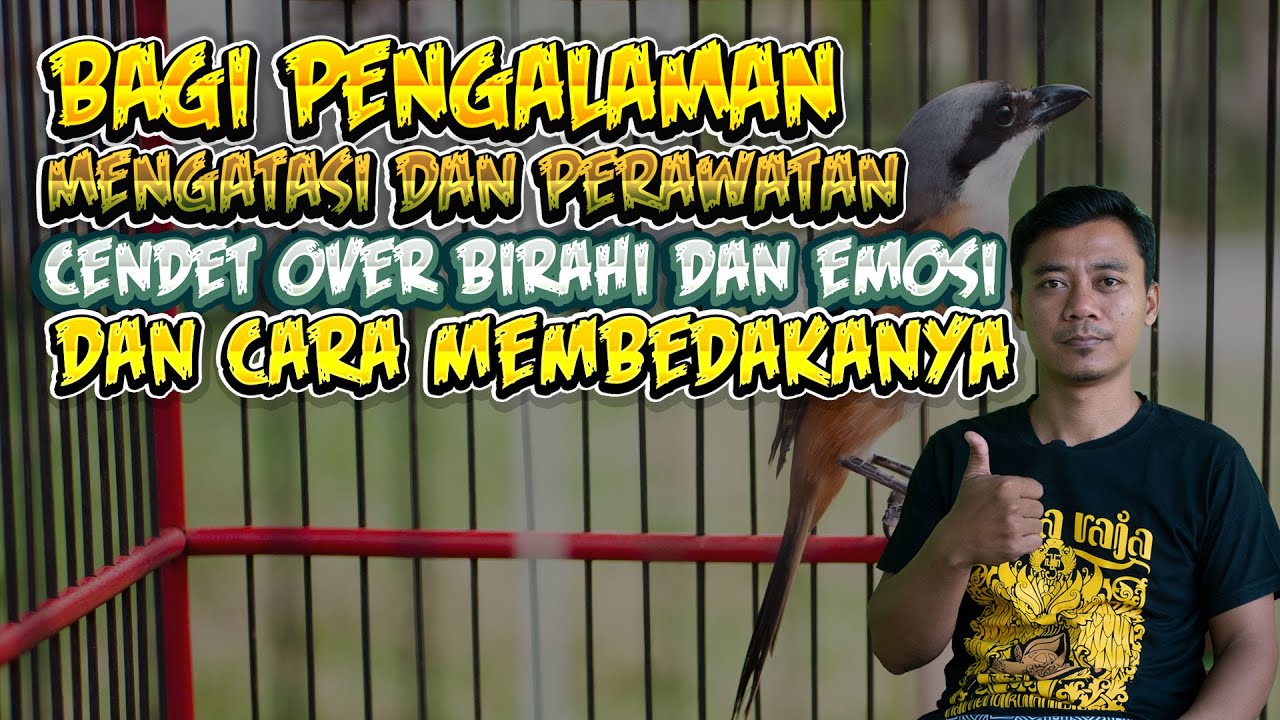 Cara Mengatasi dan Perawatan Cendet Over Birahi Juga Emosi Beserta Ciri-Cirinya Untuk Membedakan