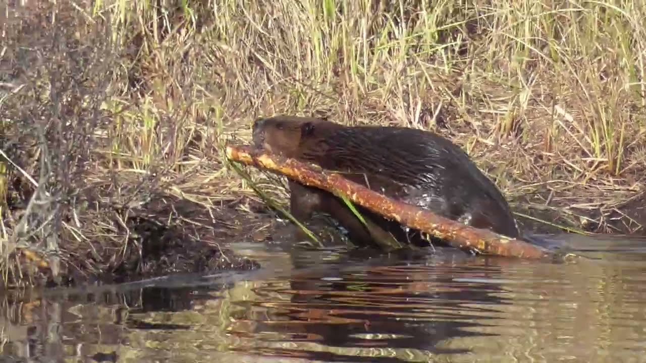 Castello creek October 29 2025 Beavers Otters and foggy morning  Algonquin park