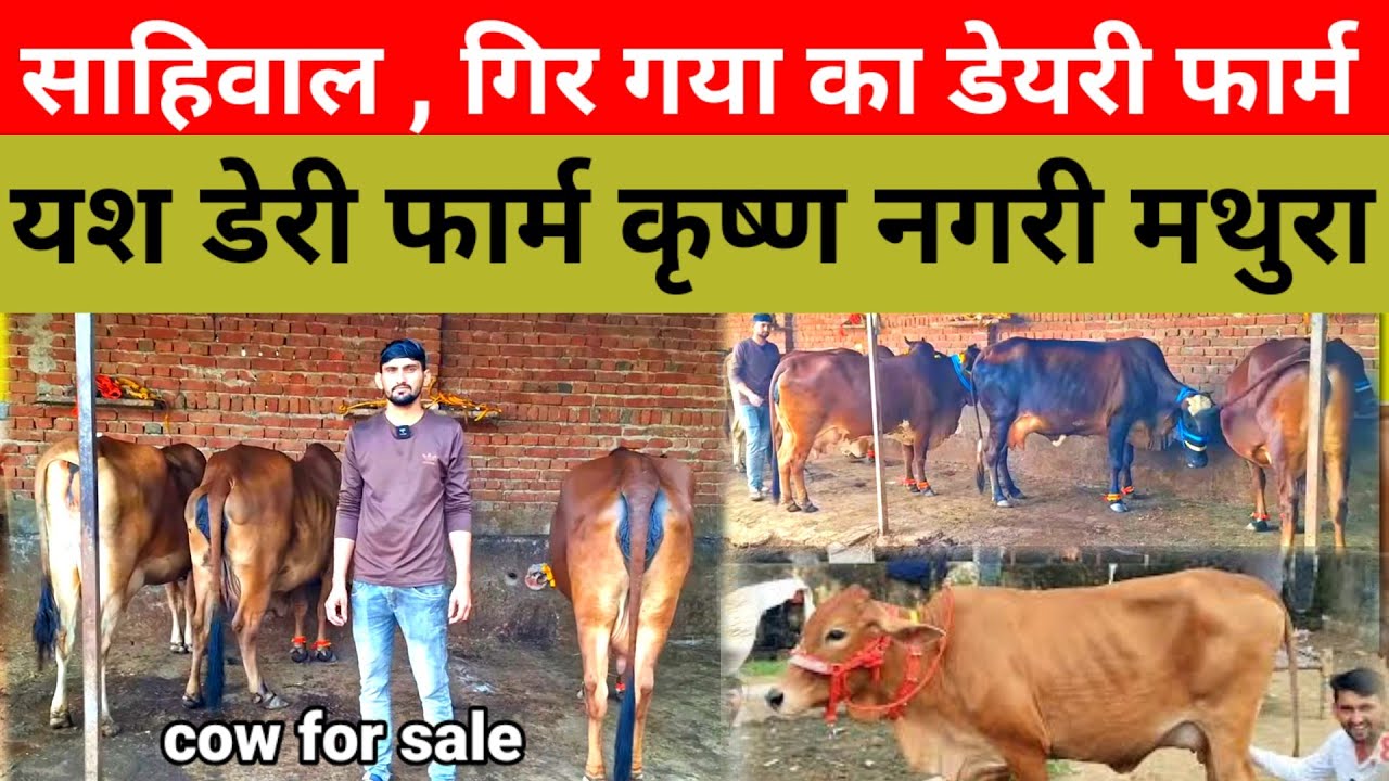 Yash dairy farm mathura | यश डेयरी फार्म मथुरा साहिवाल गिर गाय बिक्री के लिए उपलब्ध#yashdairyfarm 