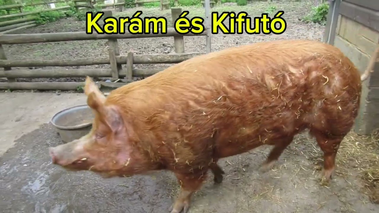 Sertéstartás A-tól Z-ig 3 rész #3#sertés#pig #farm #pig #shorts #animals #youtubeshorts 