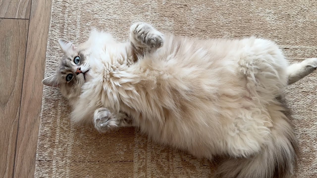 The Floof asks Hooman for more Pets
