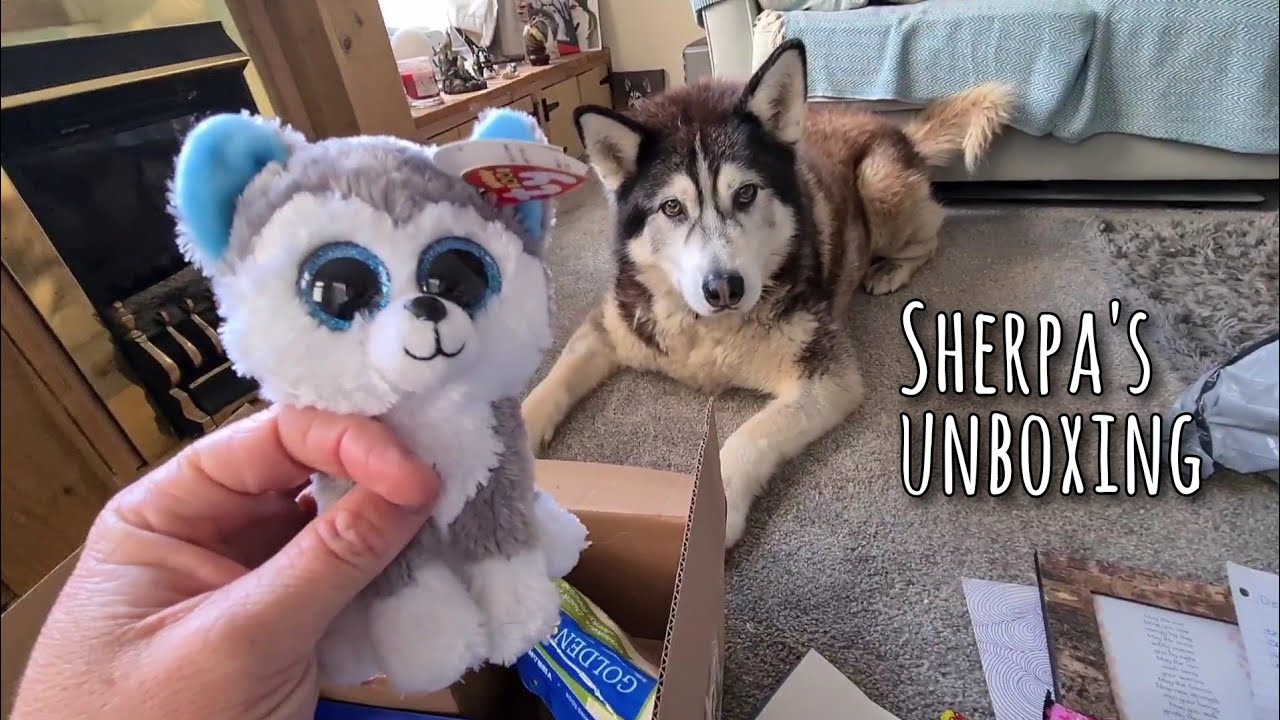 Another Gift Unboxing before Christmas! Such a Lucky Husky!
