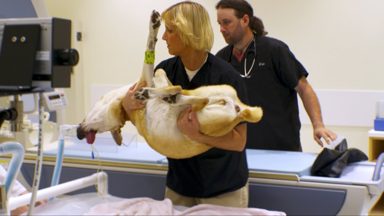 Dr. Dee Takes Her Own Dog for a Special MRI