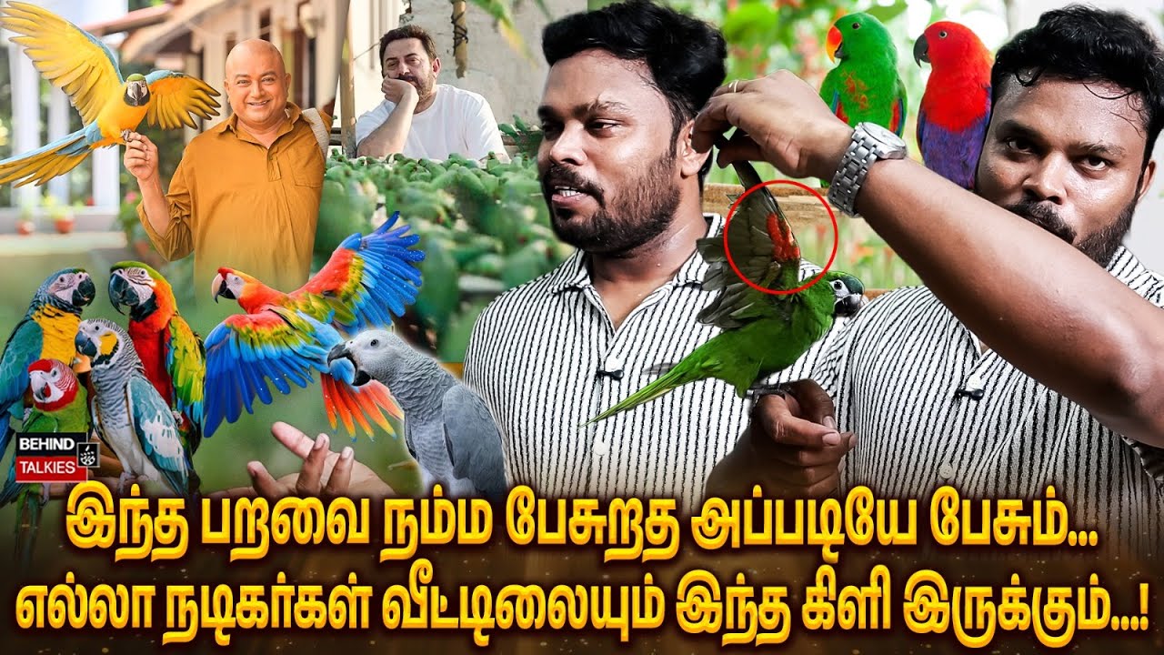 கிளி நாக்கை கீறுவதெல்லாம் பாவம்🙏கிளி வளர்க்கும் முறைகள் | Chennai Pets Corner  | Exotic Tamed