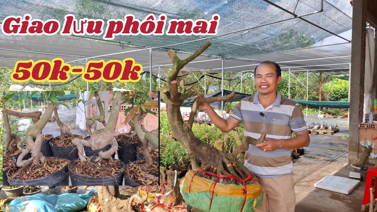 12/03/2026💥Giao lưu mai phôi 50k-50k, phôi mai vàng quấn rể và mai giống các loại mới nhất hiện nay 
