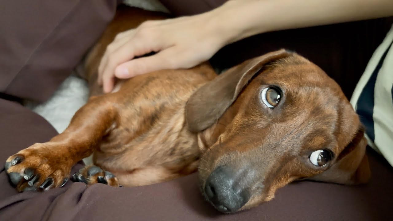 Mini dachshund can fit into every nook & cranny