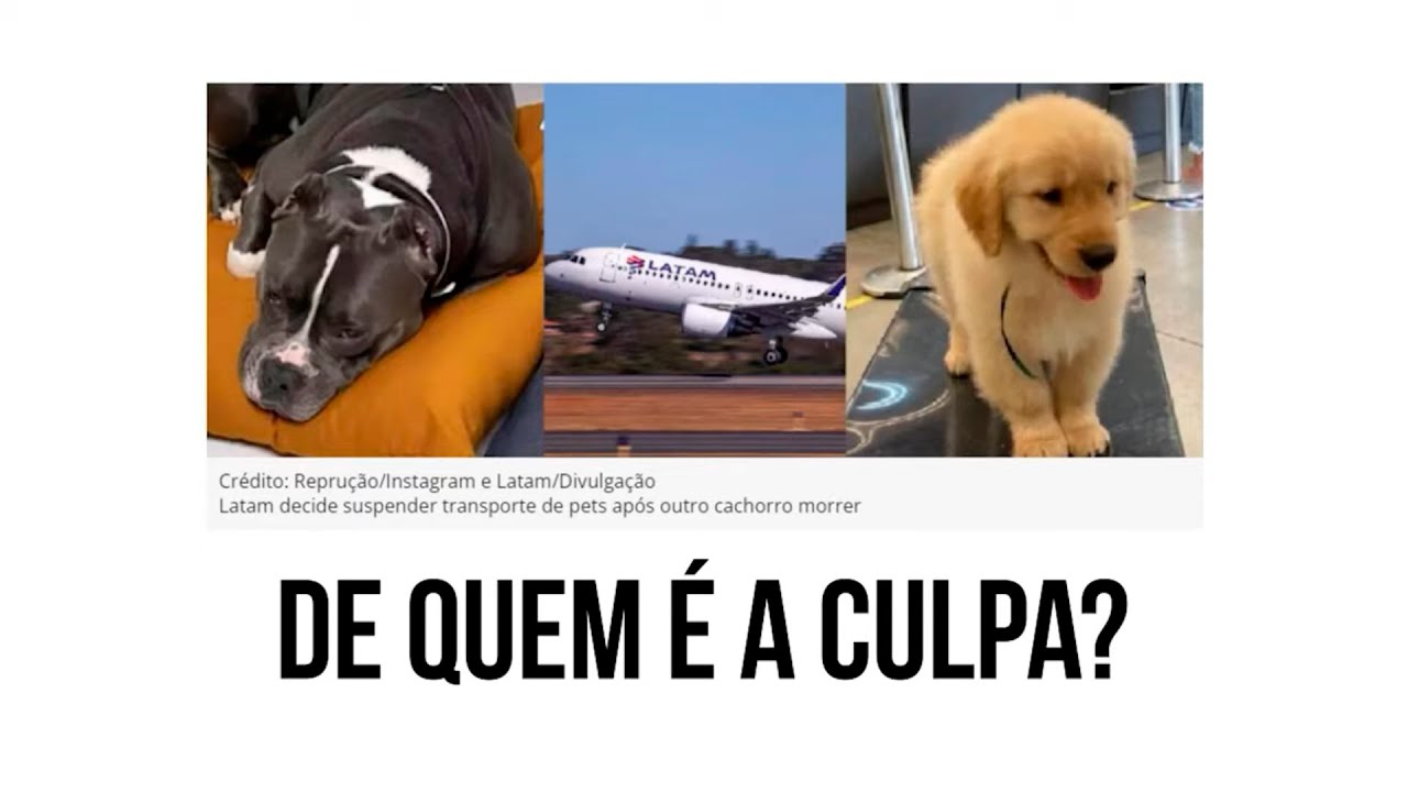 Morte de cães em aviões: a culpa é da LATAM?