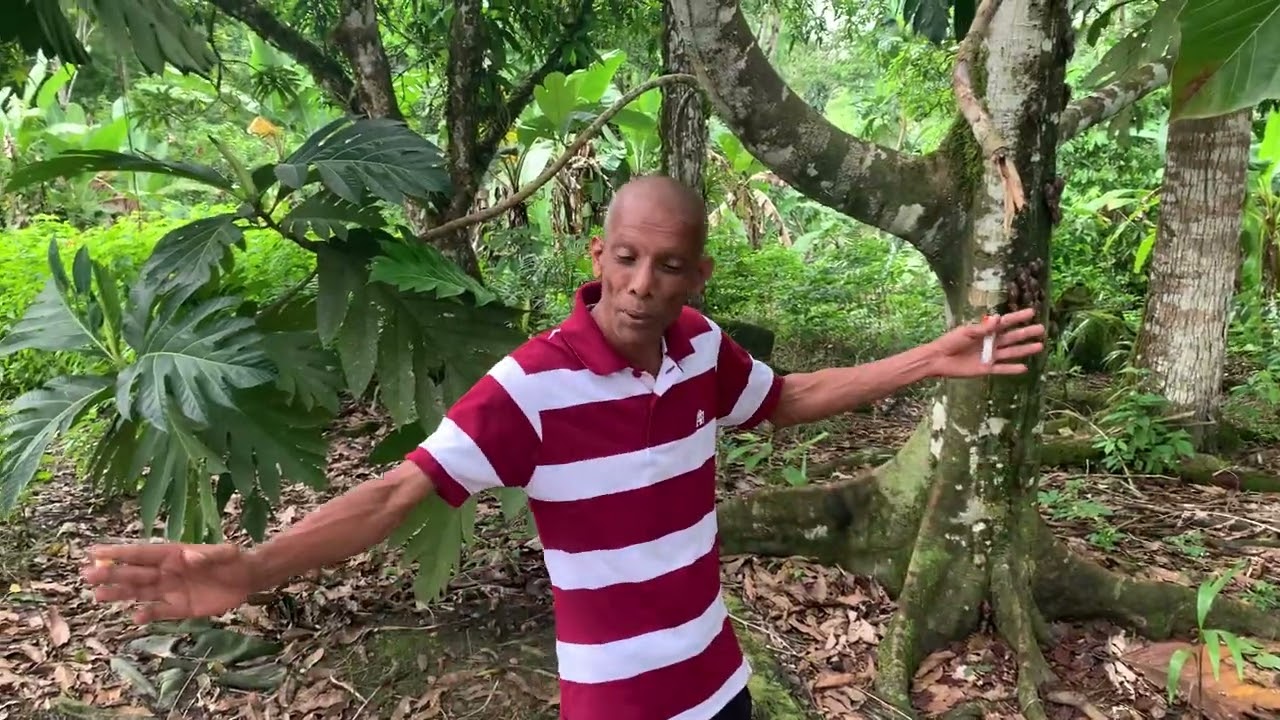 African Snails  at Peseverance Village, Trinidad