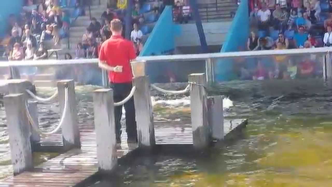 Otaries et phoques a sea life blankenberge