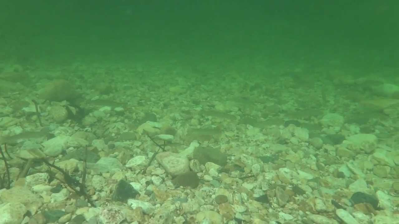 愛知県　清流　宇連川　魚いっぱいの水中動画３