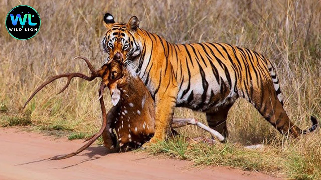 Wild  Tiger | Kingdom of the Elite Predators |  Animals Documentary