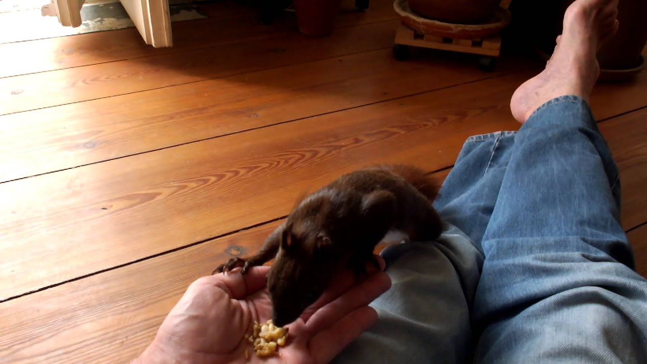Eichhörnchen zu Besuch