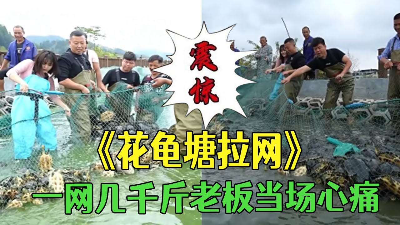 花11萬在花龜塘裏拉網，壹網狂撈幾千斤老板當場心痛#小飛哥 #護外 #鄉村生活 #包塘