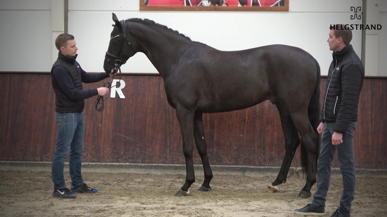 Freetown by Fürst Wilhelm / Sir Donnerhall I – stallion born 2017 (ENG)