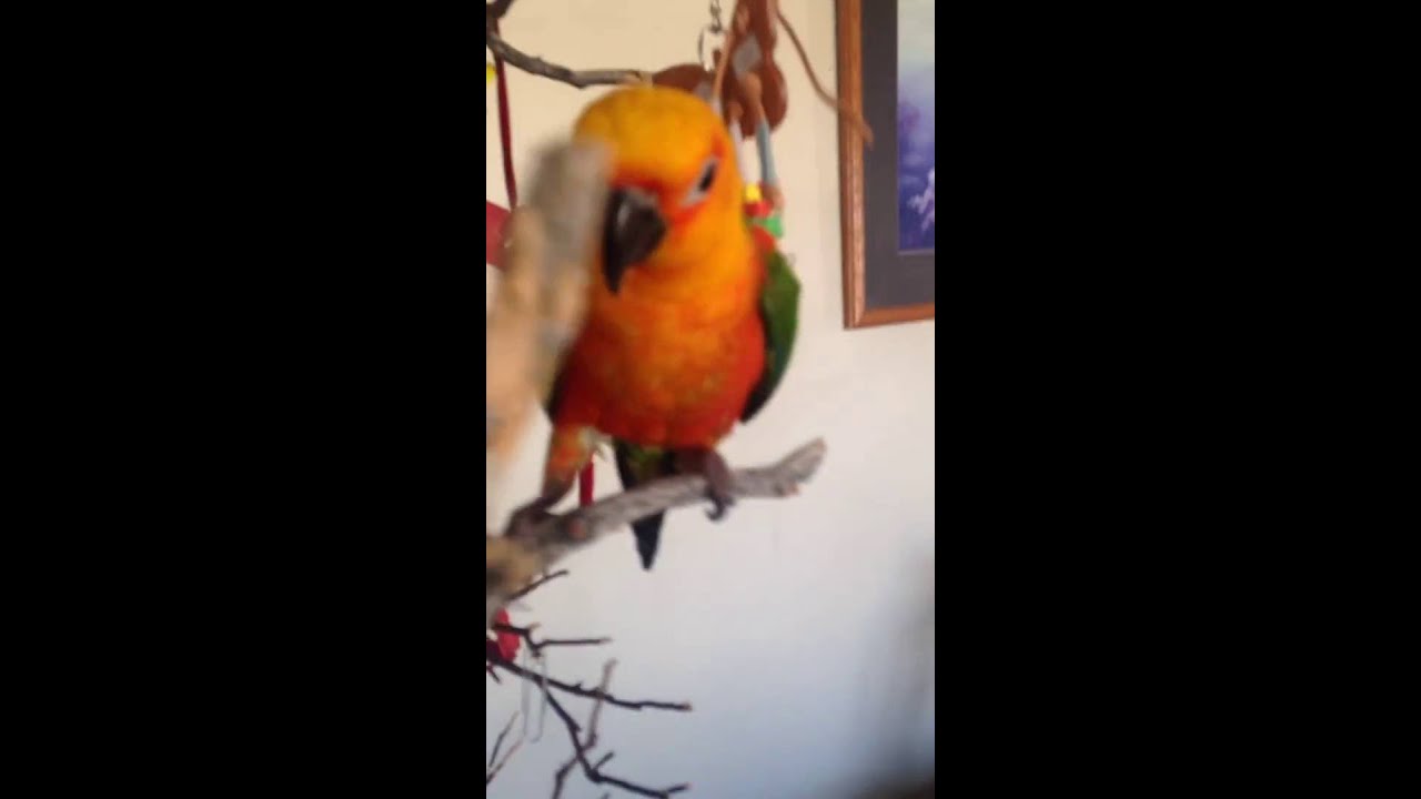living with a jealous, molting, adolescent Jenday conure