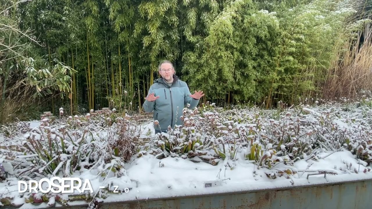 Vleesetende planten in de de sneeuw in de winter bij Kwekerij Bandus