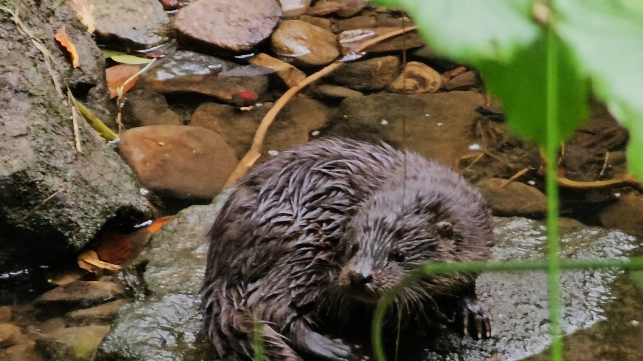 Trout Fishing on the River  and a #riverotter