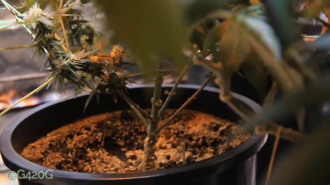 Indoor Cannabis flowering WEEK 4 medical marijuana