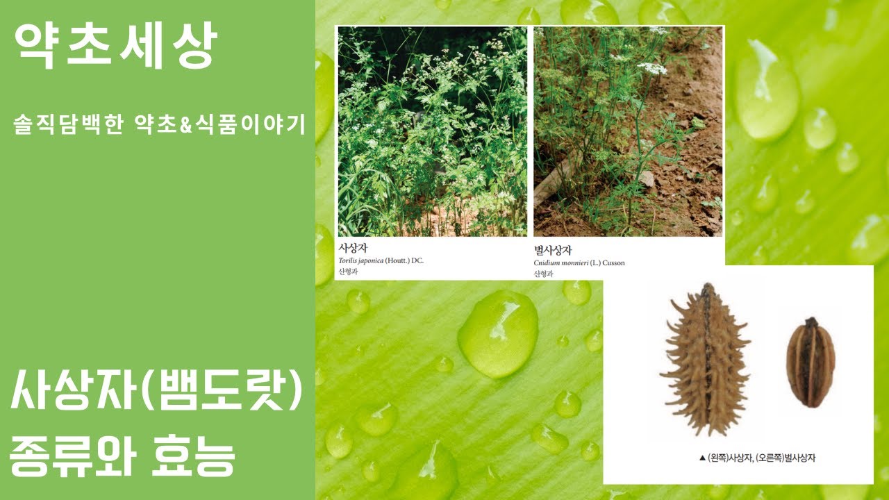 여성의 음부가려움에 효과가 있는 사상자(蛇床子) 종류와 효능정리