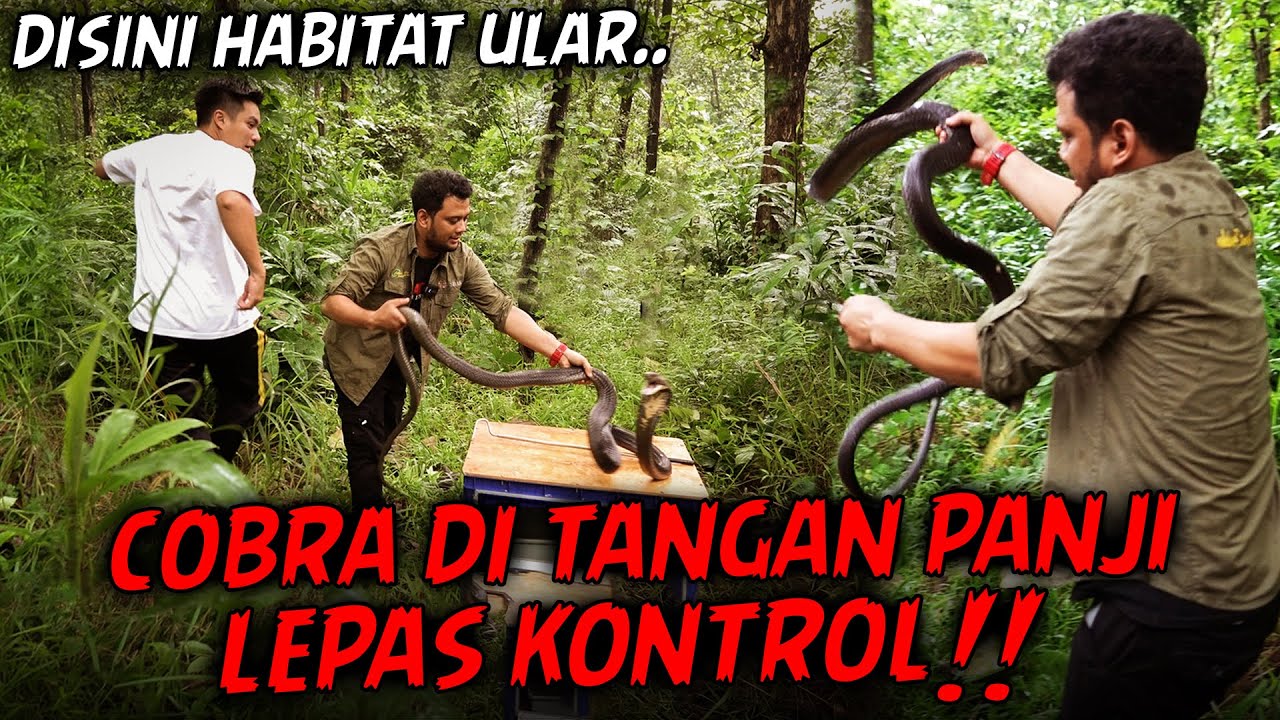 DILUAR RENCANA, KING COBRA YANG DIPEGANG PANJI NYERANG KE SEMUA ORANG DI SEKITAR ‼️