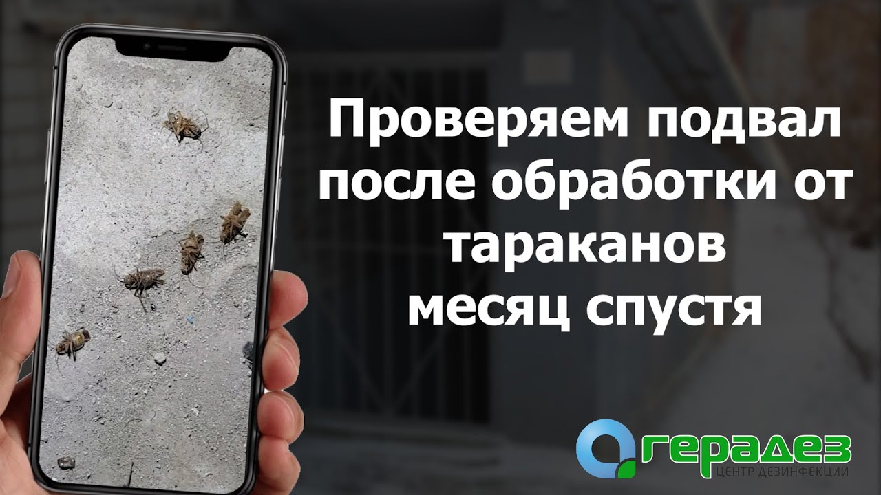 В Подвале Жилого Дома После Дезинсекции