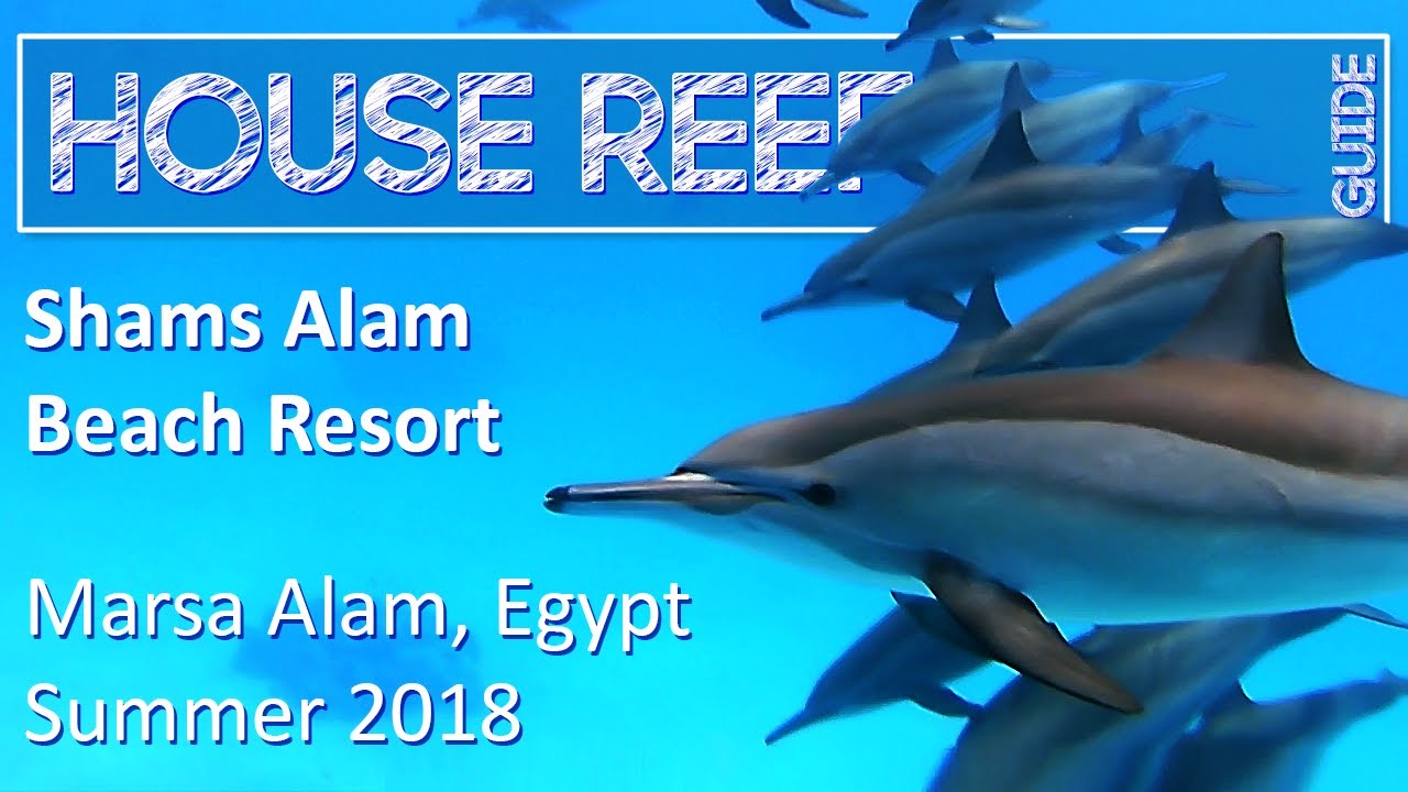 House Reef Guide | Shams Alam Beach Resort | Egypt - Marsa Alam | Summer 2018 | Snorkeling