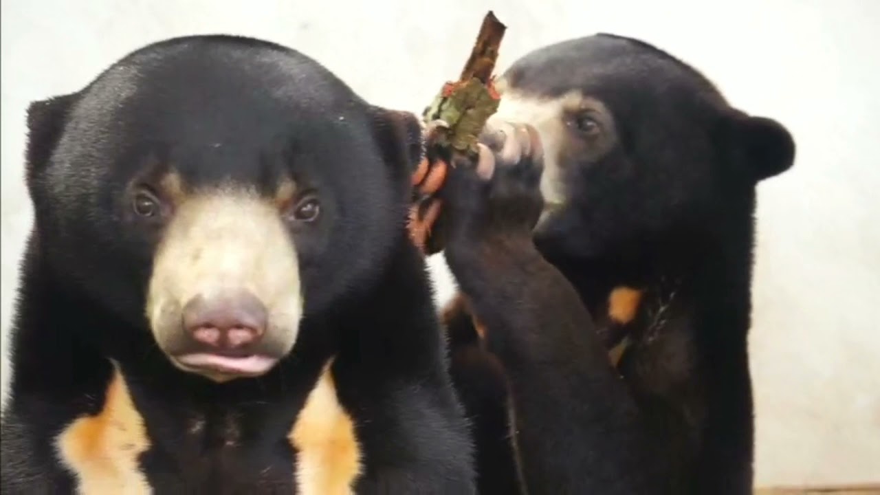 Tiny rescued sun bear with paw torn off by wire snare trap