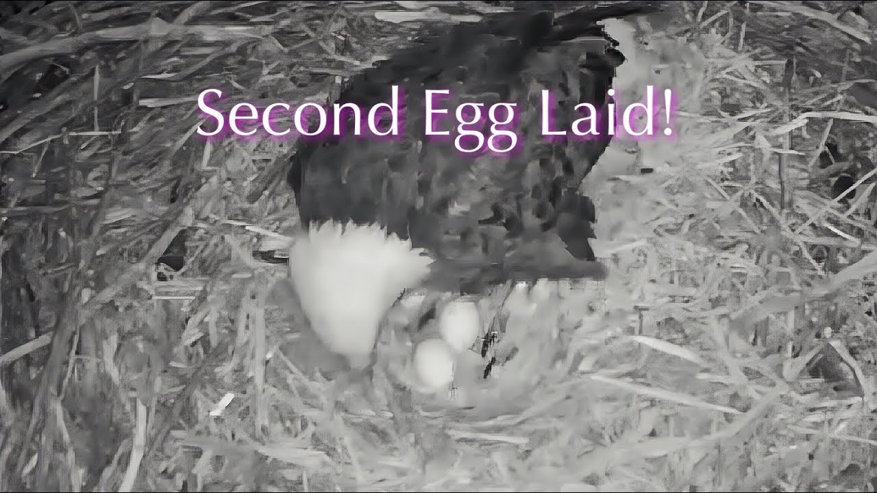 #2🦅🥚🥳🎉🥚Fort St.Vrain Eagle Nest 2026／Xcel Energy Fort St. Vrain Eagle Cam