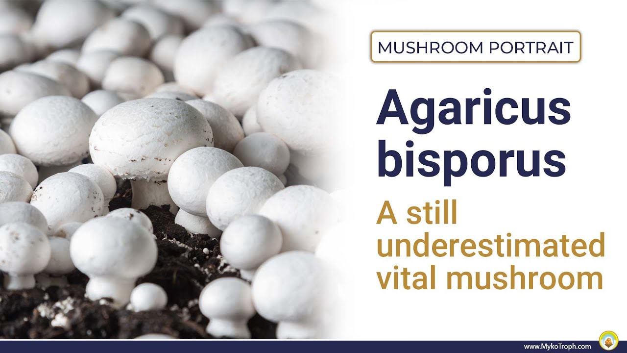 Agaricus bisporus - the underestimated button mushroom - ENGLISH