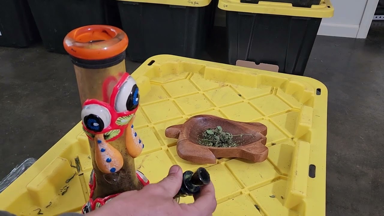 Toyz 🔥 (Faceoff og x Runtz) strain review!