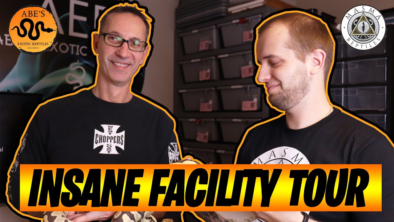 AMAZING FACILITY TOUR WITH ABE'S EXOTIC REPTILES | BALL PYTHON BREEDER | PART 1