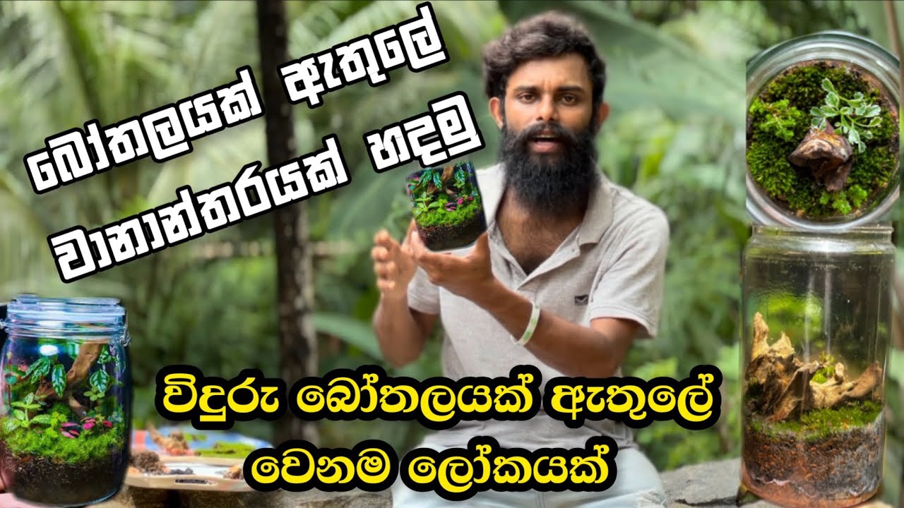 බෝතලයක් ඇතුලේ කොහොමද වැසි වනානතරයක් හදන්නේ Terrariums as a Business and a Hobby!