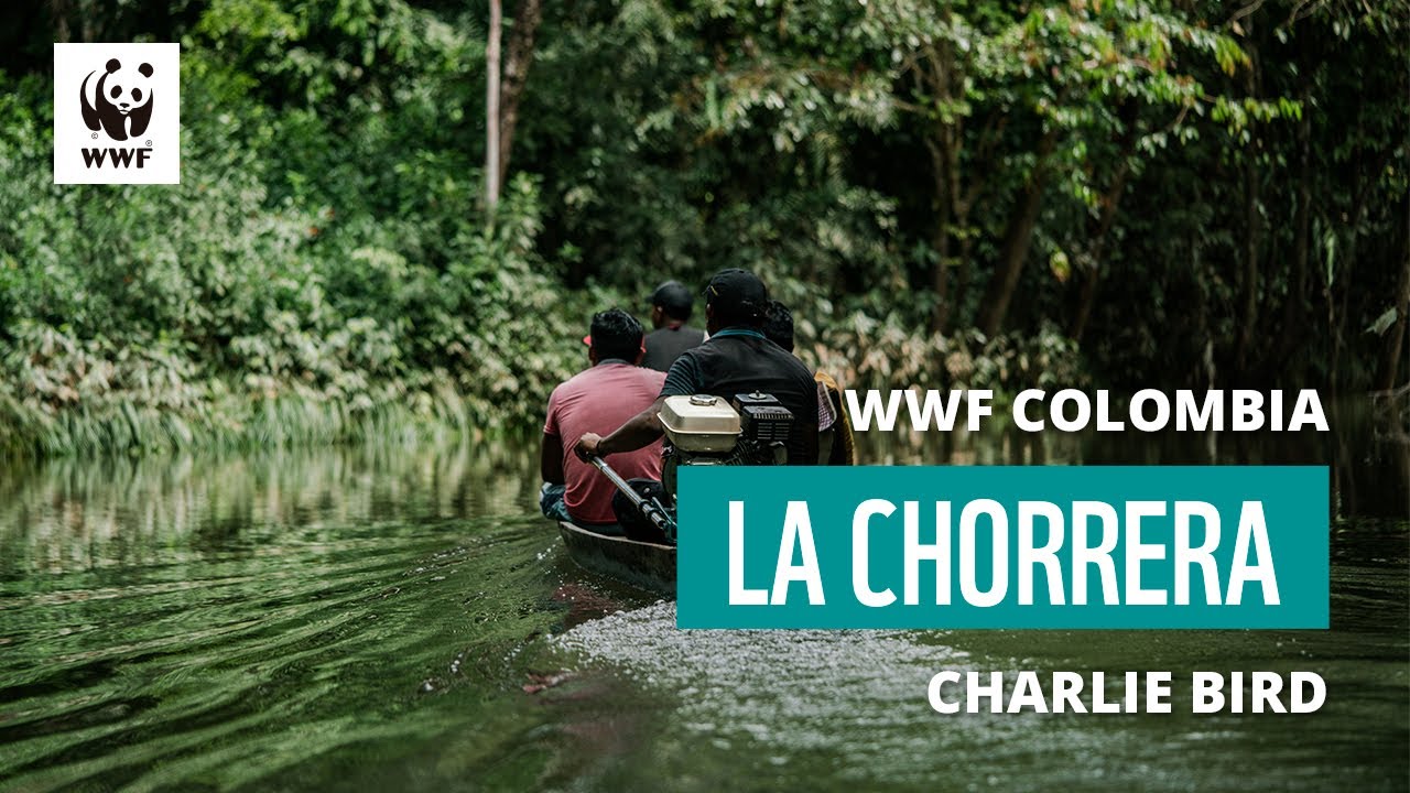 WWF Colombia La Chorrera Charlie Bird (subtitulado)