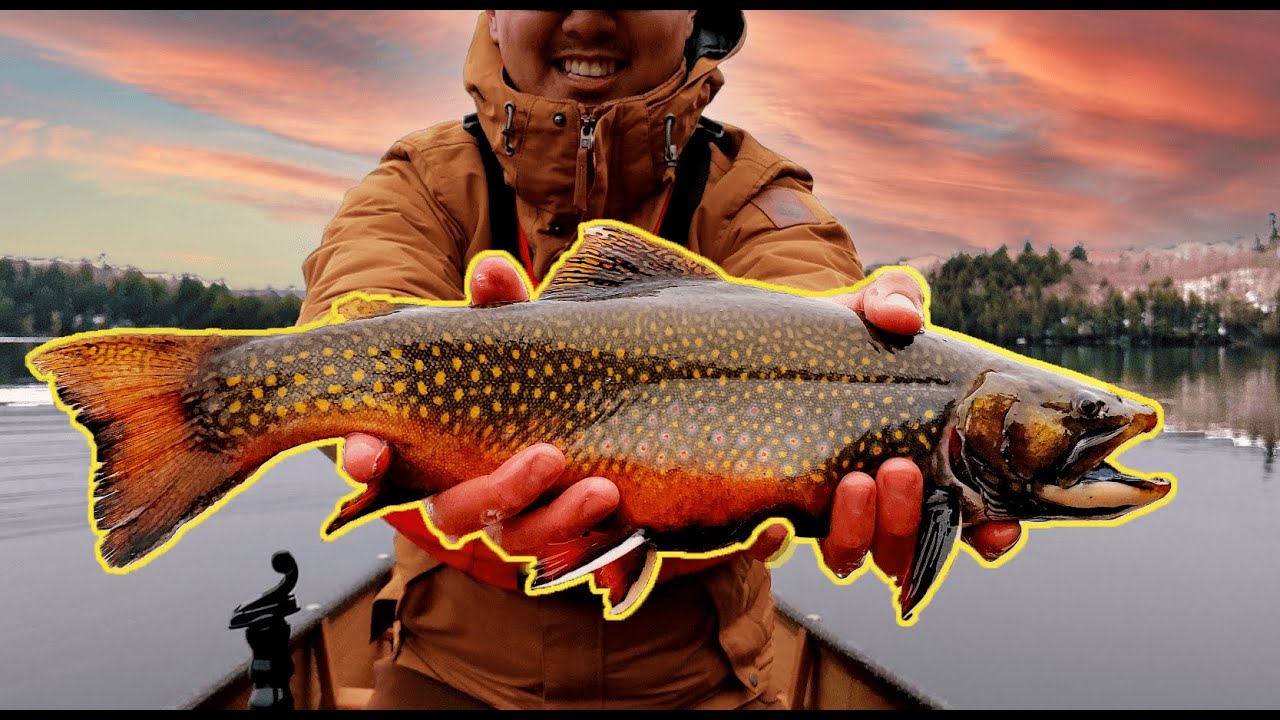 Brook Trout Fishing Ontario Canada (Underwater Footage)