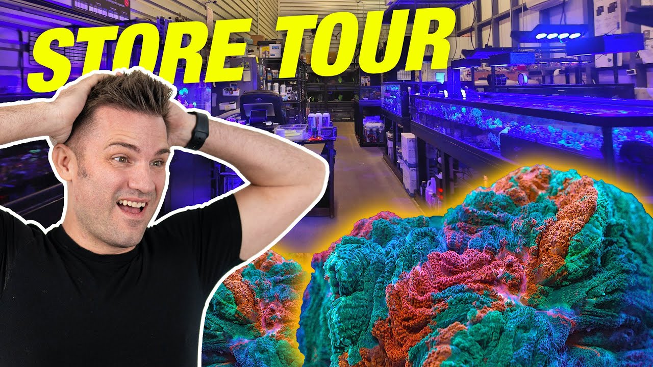 Coral Store Owner Picks His Top Favorite Coral : Store Tour
