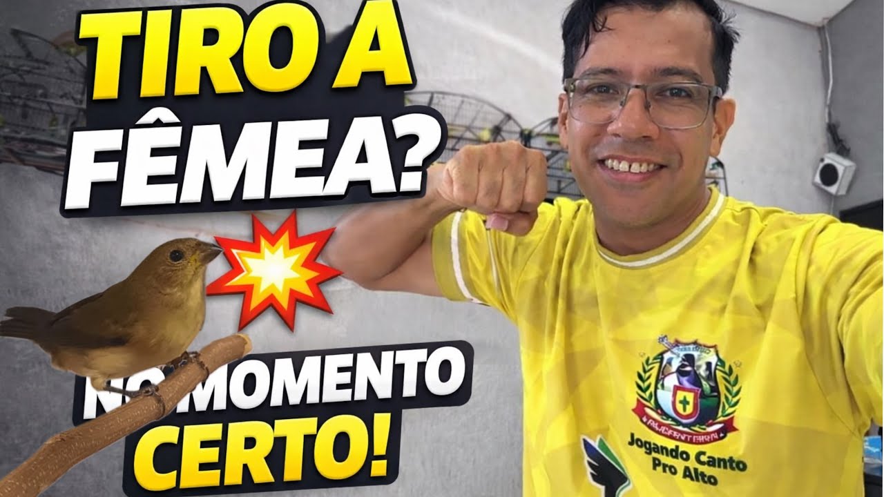🔥 Conforme o Coleiro Vai Aprontando… Tem Que Ir Tirando a Fêmea? 🐦💥 Entenda o Momento Certo!