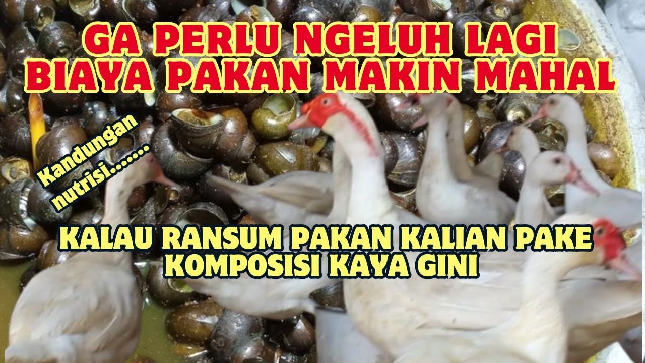 RANSUM PAKAN HARIAN GRATIS UNTUK PENUHI KEBUTUHAN NUTRISI ENTOK JUMBO !!