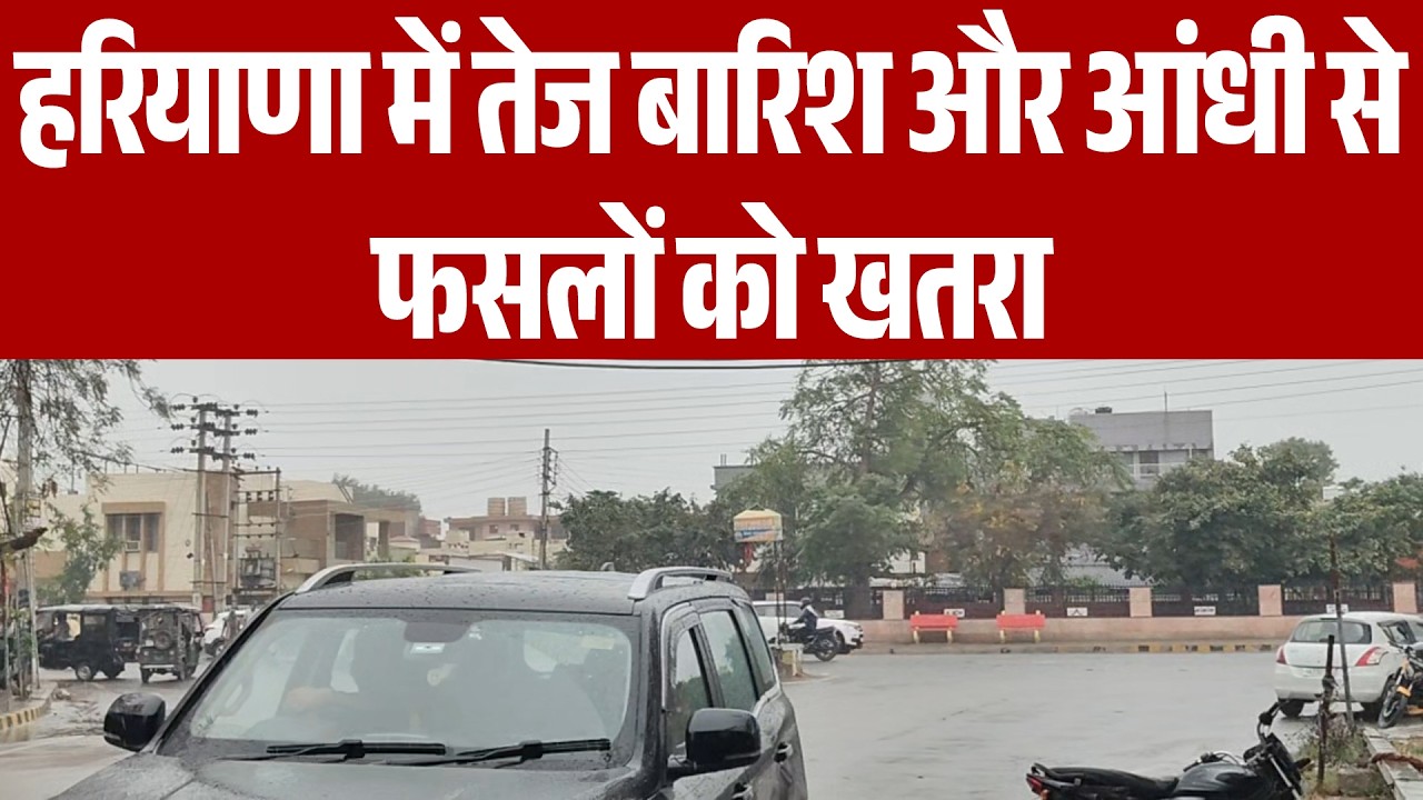 हिसार और आसपास के जिलों में तेज हवाओं और बारिश से गेहूं, सरसों व चने की फसल प्रभावित