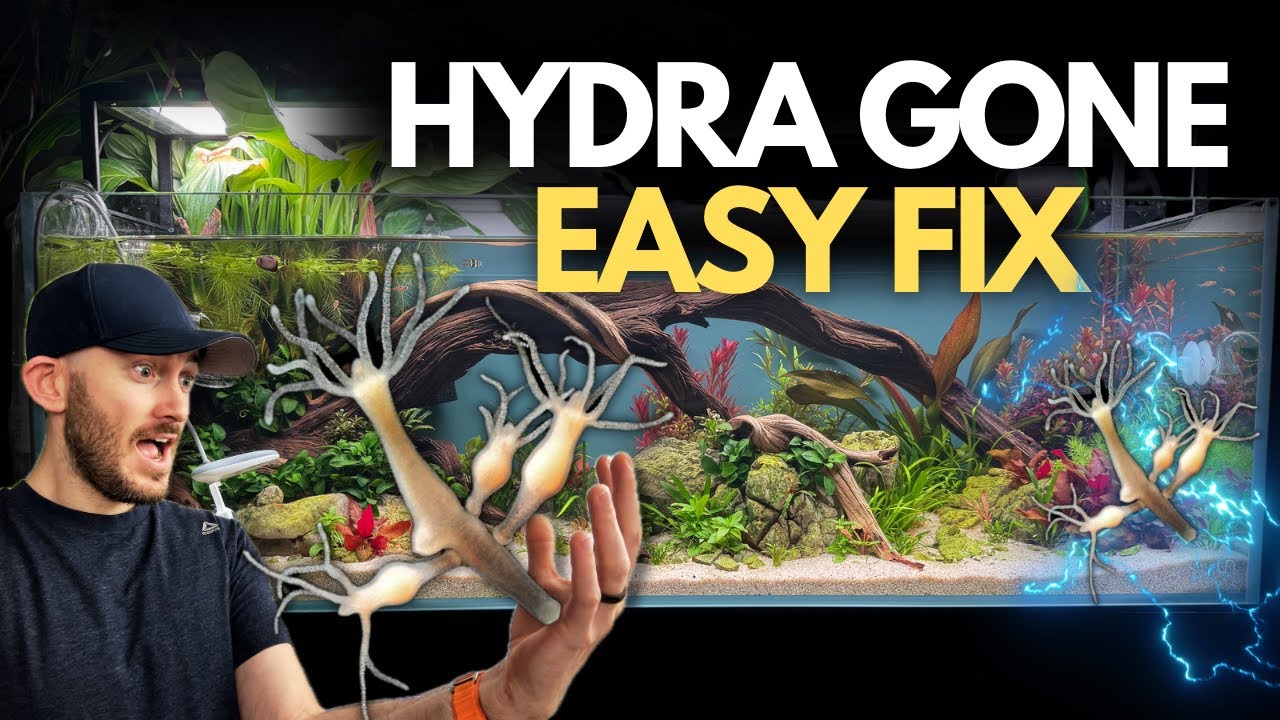 Hydra in Your Aquarium? Try This Before It's Too Late