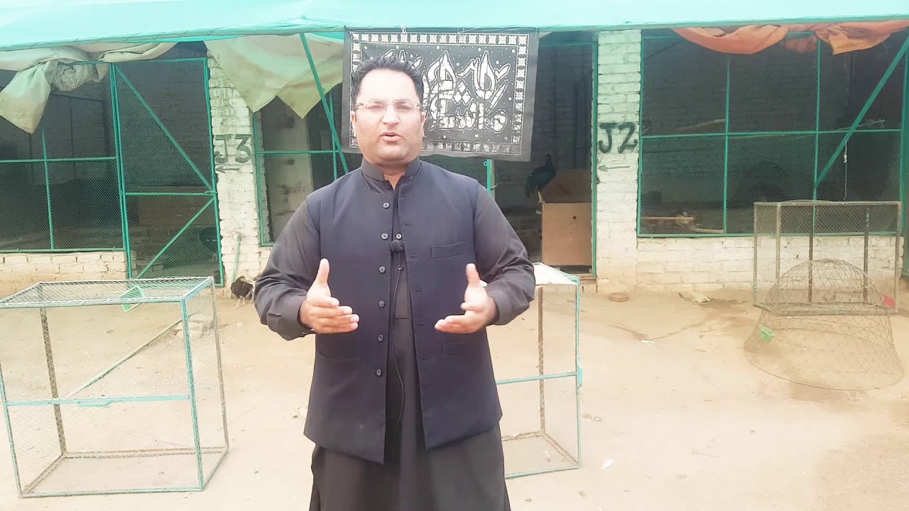 Start Apna Aseel Karobaar Now | Best Business Opportunity of Aseel Chicks karobaar | 03149000032